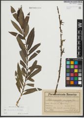Foto von Salix purpurea L. x Salix viminalis L.